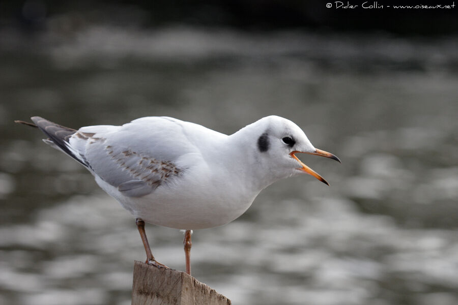 Black-headed Gull