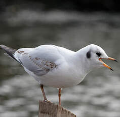 Mouette rieuse