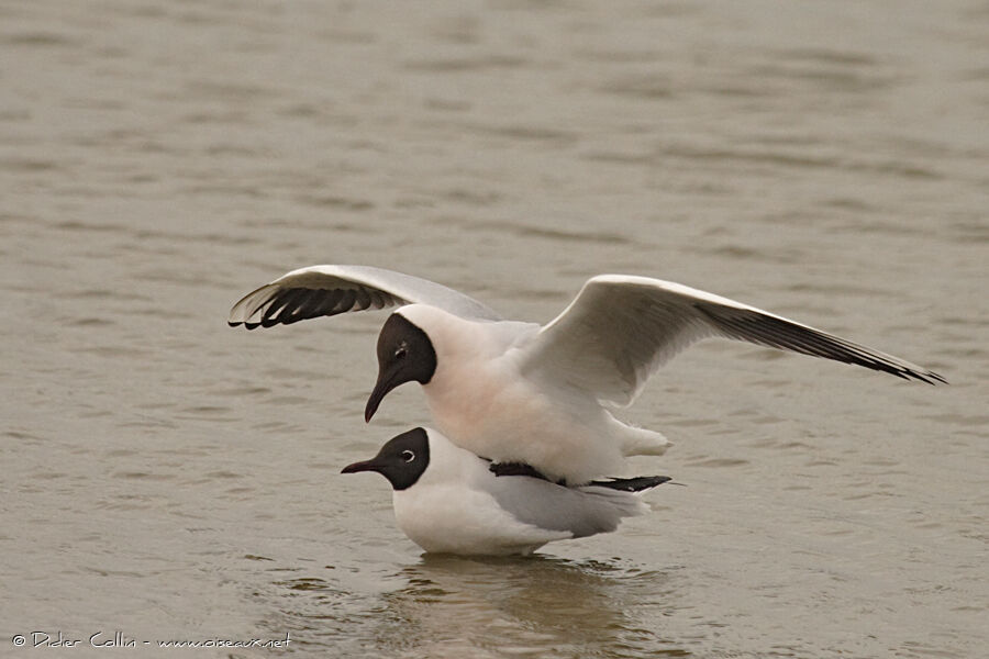 Black-headed Gulladult breeding, Behaviour