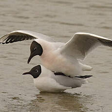 Black-headed Gull