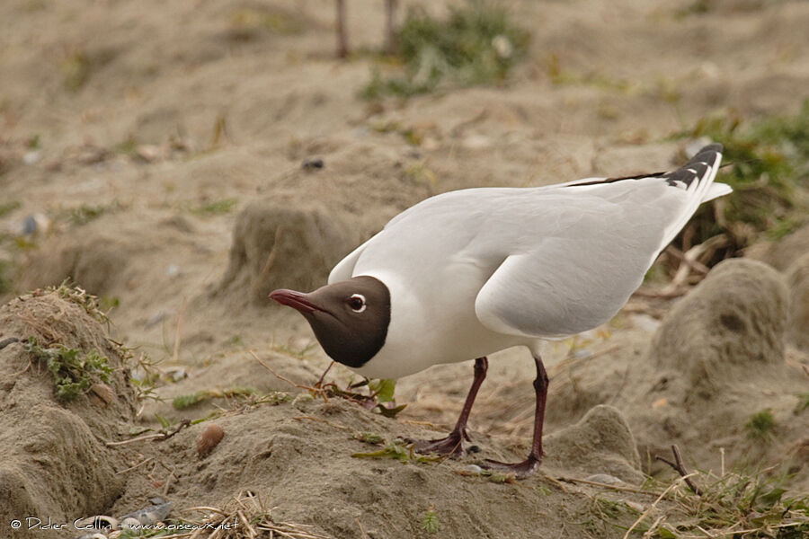 Mouette rieuse