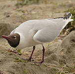 Mouette rieuse