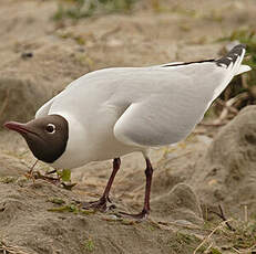 Black-headed Gull