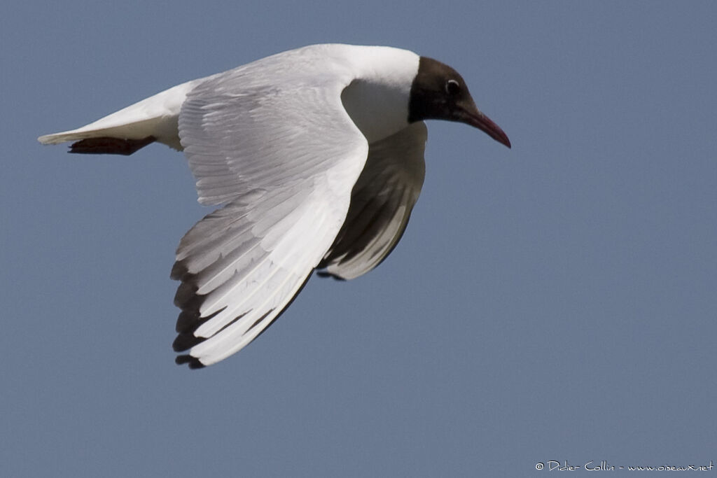 Mouette rieuseadulte nuptial