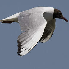 Mouette rieuse