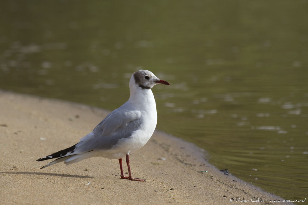 Mouette rieuseadulte, identification