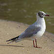 Mouette rieuse