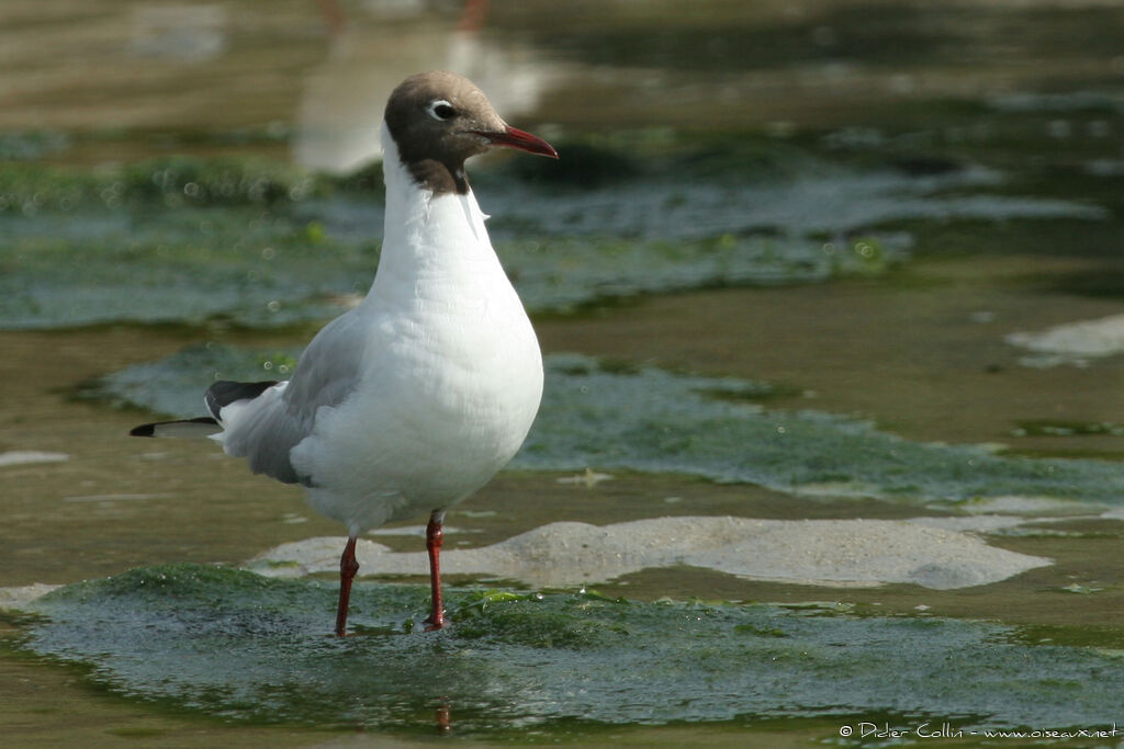 Black-headed Gulladult breeding, identification