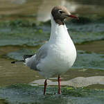 Mouette rieuse