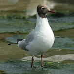 Mouette rieuse