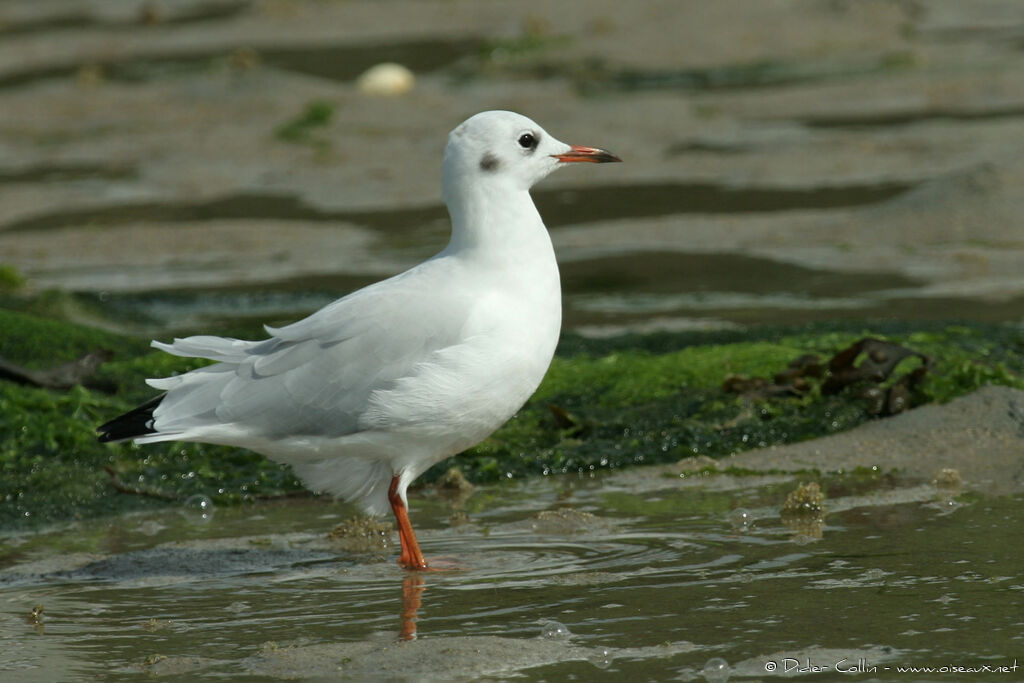 Mouette rieuseadulte internuptial, identification