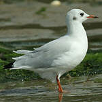 Mouette rieuse