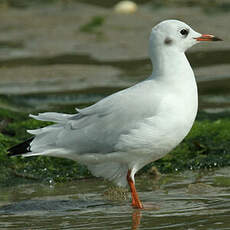 Mouette rieuse