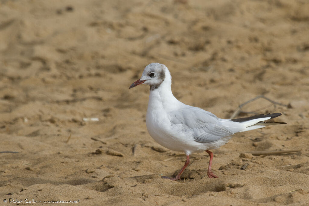 Mouette rieuse