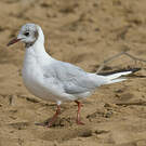 Mouette rieuse