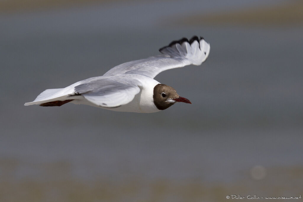 Mouette rieuseadulte nuptial, Vol