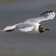 Mouette rieuse