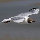 Mouette rieuse