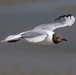 Mouette rieuse