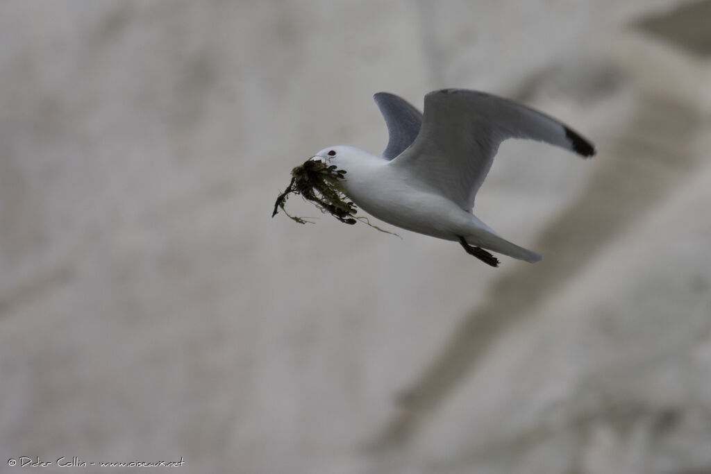 Black-legged Kittiwakeadult, Behaviour