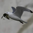 Mouette tridactyle
