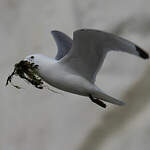 Mouette tridactyle