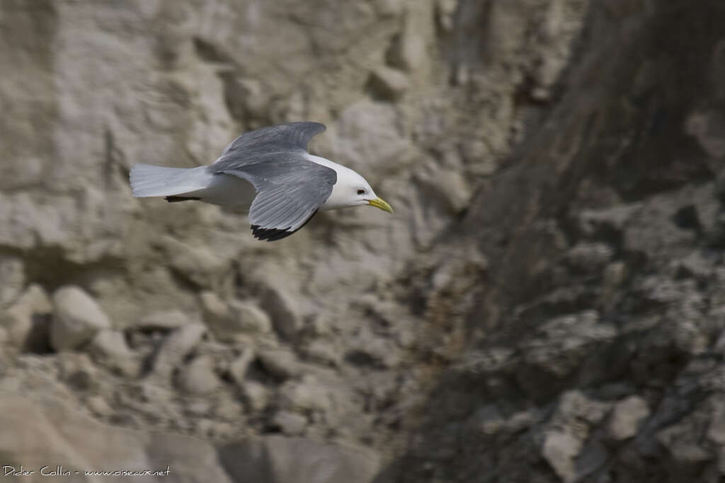 Mouette tridactyleadulte nuptial, Vol