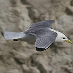 Mouette tridactyle