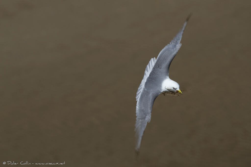 Mouette tridactyleadulte, Nidification, Comportement