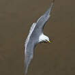 Mouette tridactyle