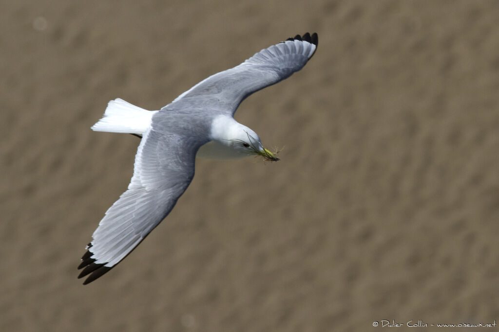 Black-legged Kittiwakeadult, Behaviour