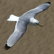 Black-legged Kittiwake