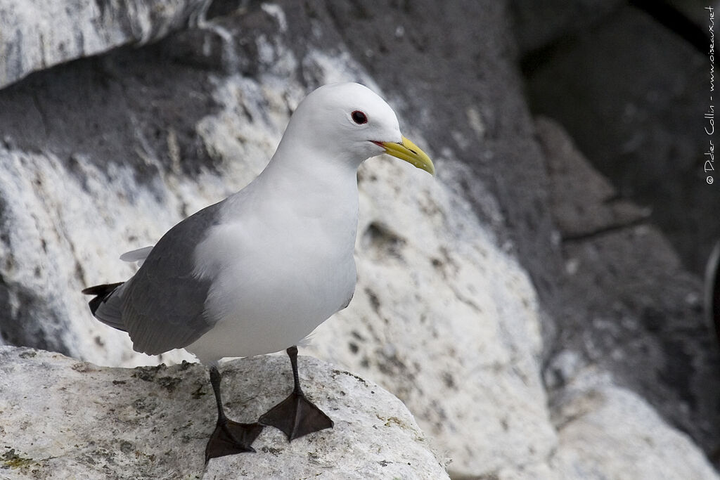 Black-legged Kittiwake, identification