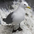 Mouette tridactyle