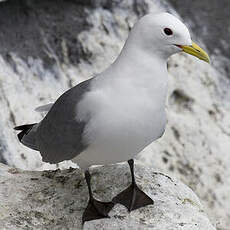 Black-legged Kittiwake