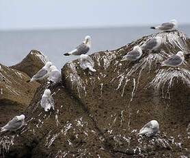 Mouette tridactyle