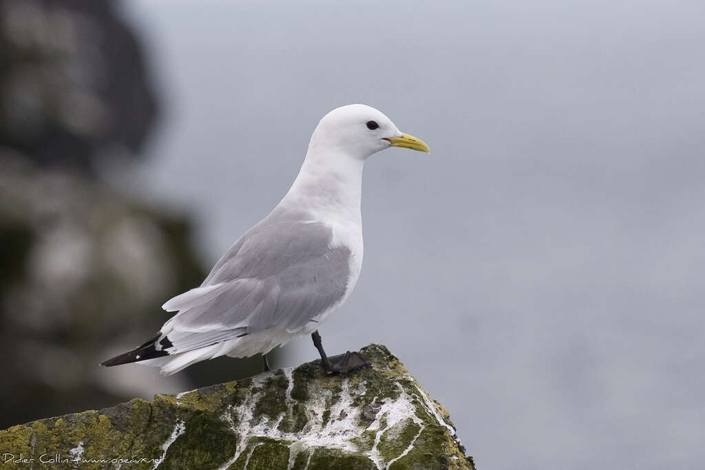 Black-legged Kittiwakeadult breeding, identification