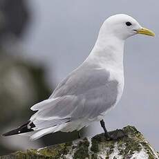 Black-legged Kittiwake