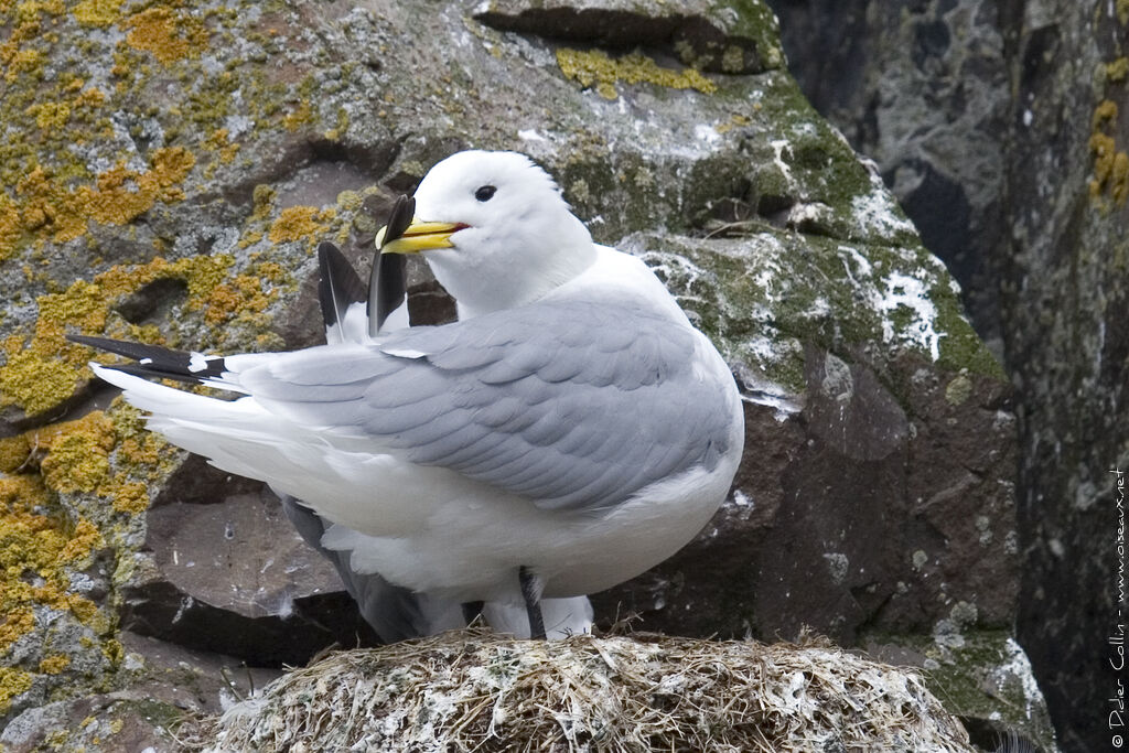 Mouette tridactyleadulte, soins, Nidification