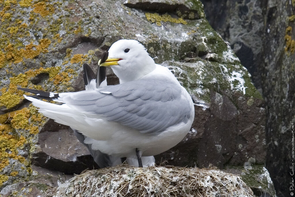 Black-legged Kittiwakeadult, care, Reproduction-nesting