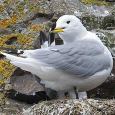 Black-legged Kittiwake