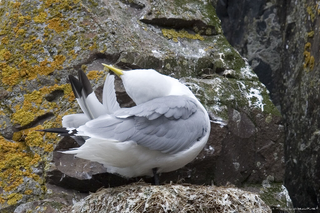 Black-legged Kittiwake