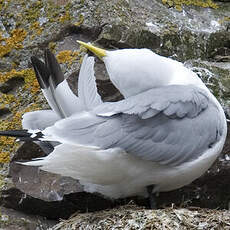 Black-legged Kittiwake