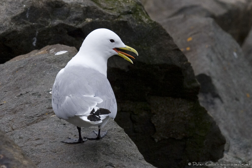 Black-legged Kittiwake