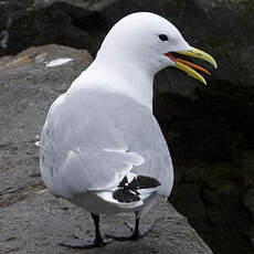 Black-legged Kittiwake