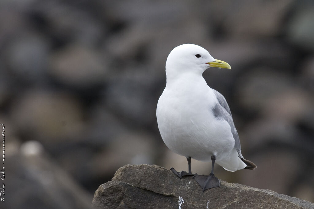 Black-legged Kittiwake