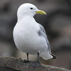 Black-legged Kittiwake