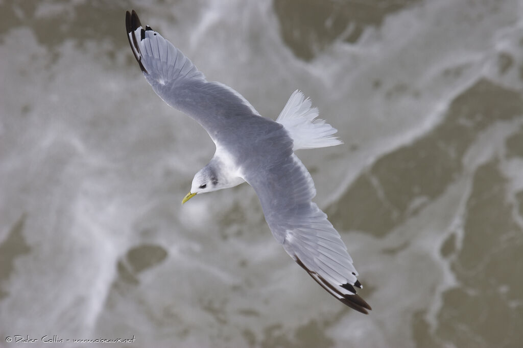 Mouette tridactyle