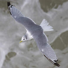 Mouette tridactyle