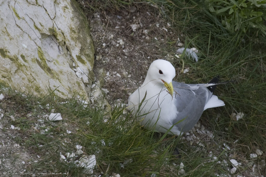 Mouette tridactyleadulte, Nidification, Comportement